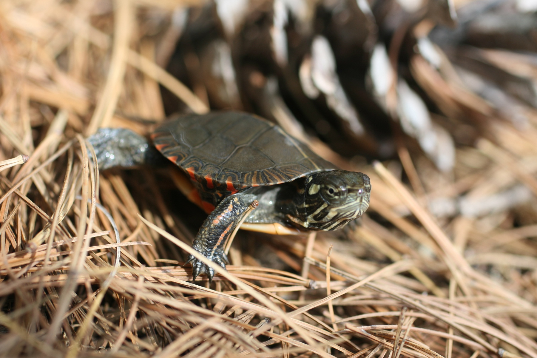 Turtle Hatching